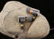 Betron YSM1000 Earphones with Microphone High Definition Noise Isolating Headphones Deep Bass